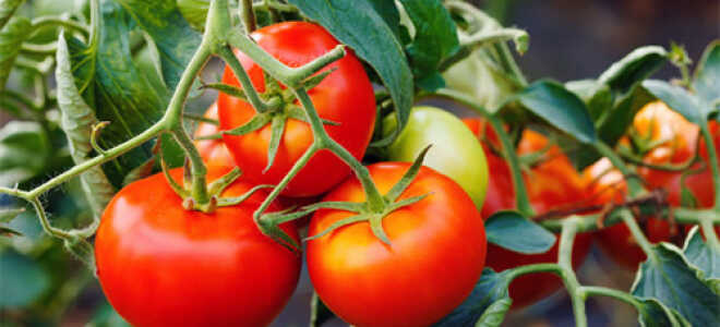 Как увеличить урожай томатов: проверенный способ