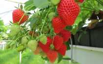Клубника в теплице из поликарбоната: посадка и уход