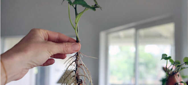 Выращивание батата в средней полосе: проращивание клубней