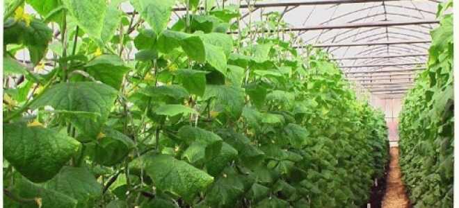 Теплицы для круглогодичного выращивания огурцов