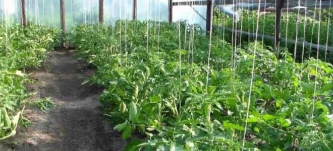 Как правильно подвязывать помидоры?