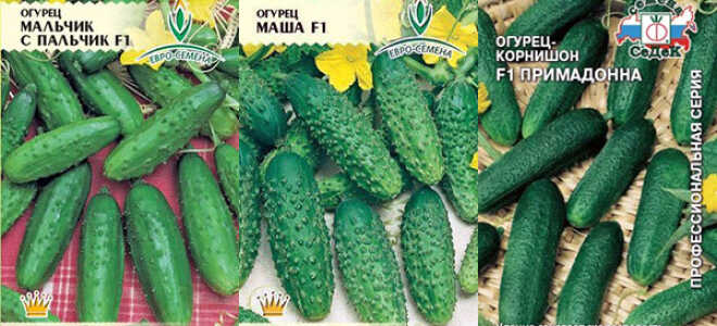 Устойчивые к болезням сорта огурцов