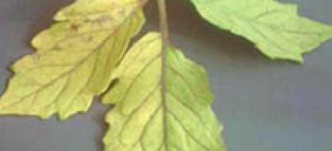 Недостаток элементов питания у томатов: справочная таблица