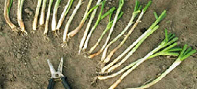 Выгонка на зелень многолетних луков