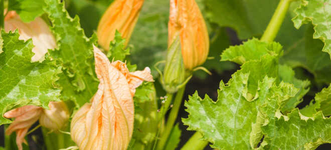 Кабачки цветут пустоцветом, что делать?