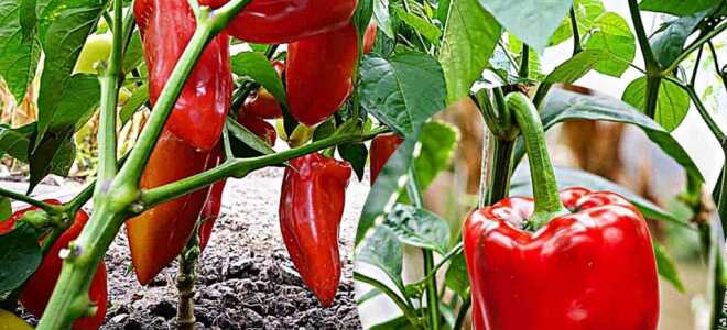 Лунный календарь посадки перца в апреле 2022 года