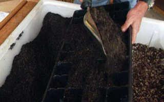 Рассада баклажанов: как вырастить, когда сажать, чем подкормить