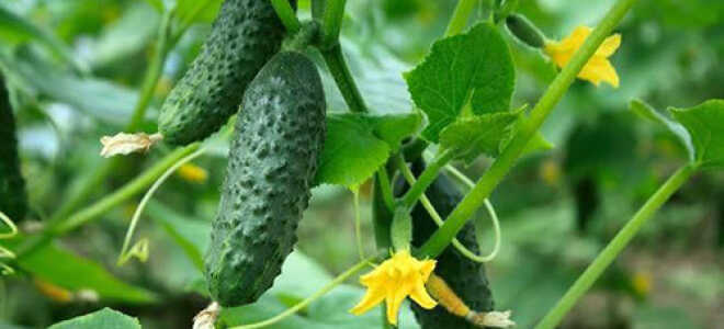 Как продлить плодоношение огурцов до осени