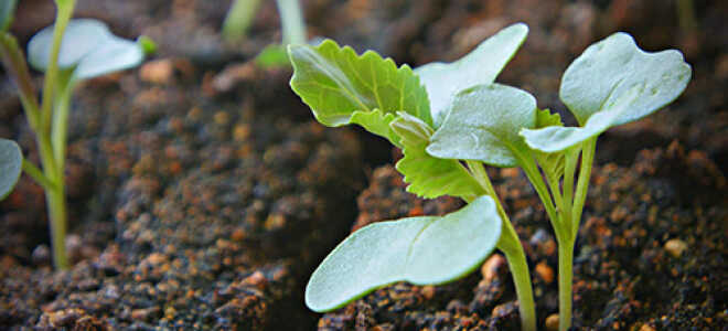 Выращивание рассады капусты