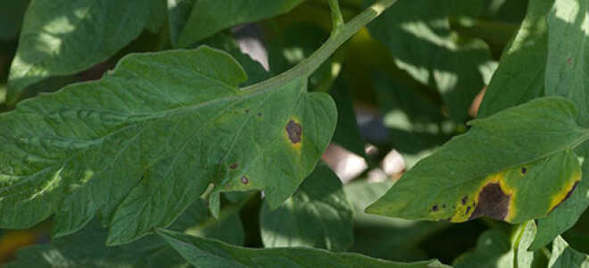 Как бороться с фитофторой на томатах: народные средства