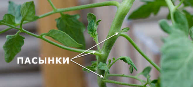 Пасынкование томатов: как и когда делать