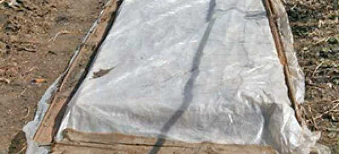 Подготовка грядки под огурцы: мобильная теплая грядка