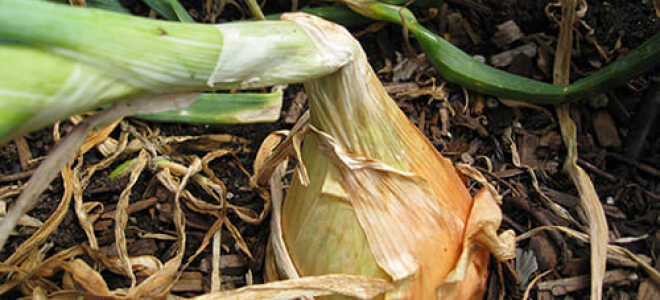 Когда выкапывать лук: как понять, что он созрел и готов к уборке
