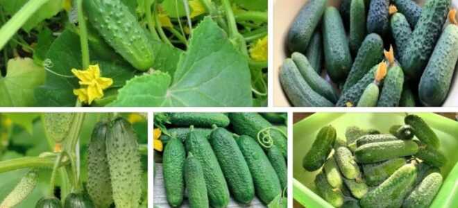 Огурцы семена лучшие самоопыляемые длительного плодоношения