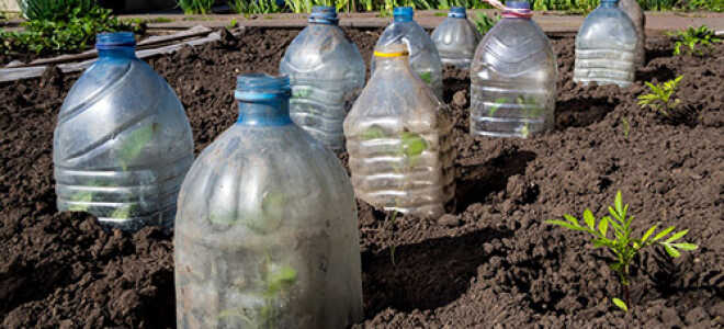 Как уберечь растения от заморозков весной