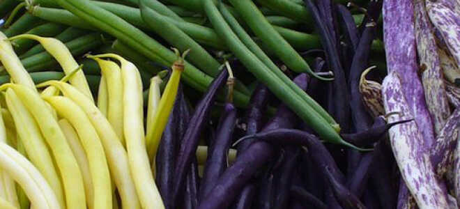 Как вырастить стручковую фасоль