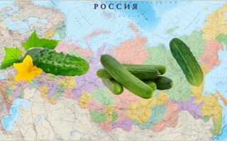 Когда садить огурцы на рассаду в 2022 году в благоприятные дни