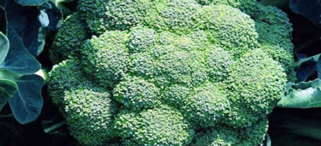 Капуста брокколи: выращивание, уход, правильная агротехника в открытом грунте