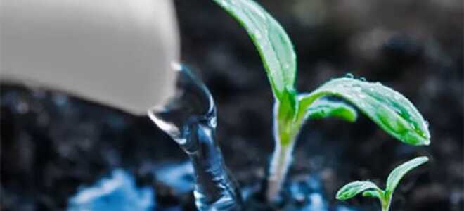 5 причин, почему падает рассада: что с этим делать и как избежать полегания