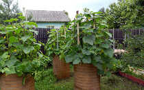 6 способов выращивания огурцов