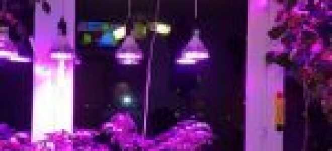 Обработка семян перекисью водорода перед посевом