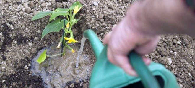 Подкормки огурцов, минеральные и органические удобрения: чем лучше подкормить огурцы?