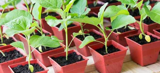 Когда сажать баклажаны на рассаду по лунному календарю 2022