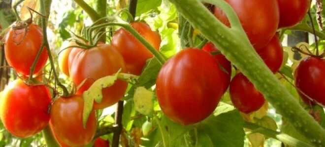 Выращивание помидоров в теплице