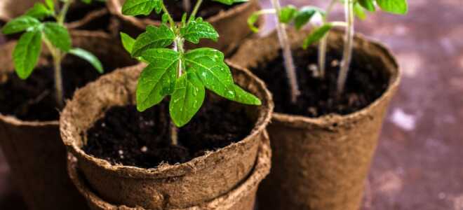 Подкормка рассады в домашних условиях дрожжами