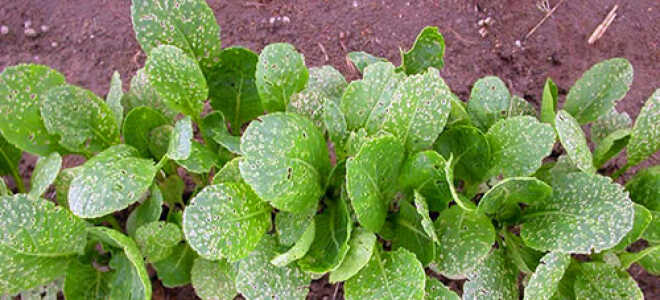 Как избавиться от крестоцветной блошки