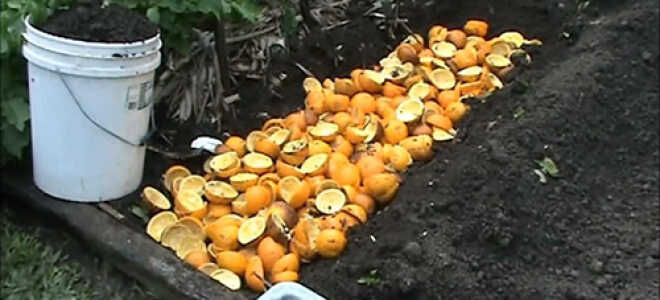 Применение апельсиновых корок в огороде и в саду