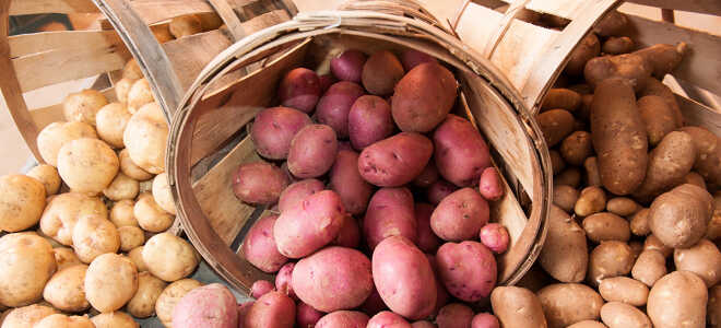 Как хранить картофель зимой в погребе и при какой температуре