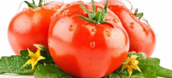 Как организовать выращивание помидоров в зимней теплице