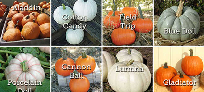 Выращивание тыквы: хитрости и секреты большого урожая