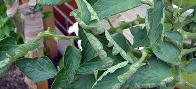 Скручиваются листья помидоров: что делать?