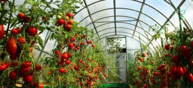Сорта помидоров для теплиц