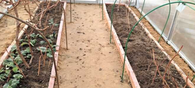 Как выращивать виноград из черенков?