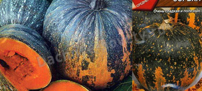 Виды, разновидности и сорта тыквы: 30+ сортов с описанием и фото