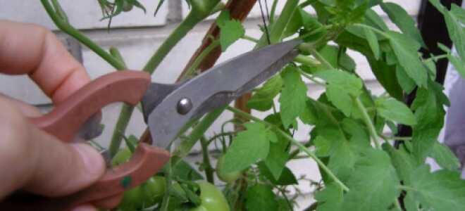 Когда следует прищипывать помидоры в теплице