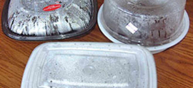 Интересный способ выращивания рассады томатов без земли