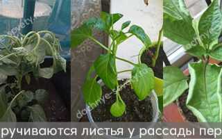 Что делать, если у перцев скручиваются листья