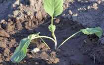 Капуста вянет, сохнет и пропадает после высадки в грунт