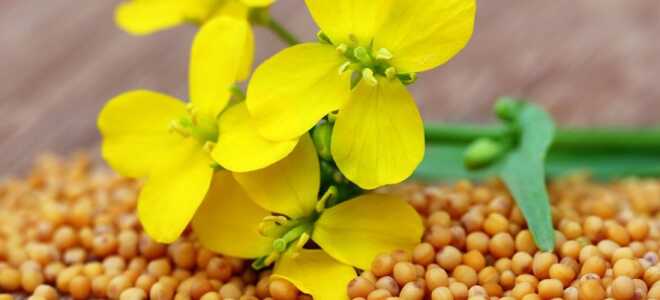 Сидераты: горчица, когда сеять и когда закапывать?