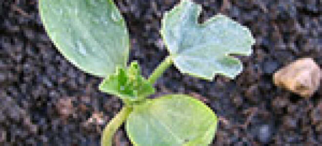 Выращивание рассады: сроки, досвечивание, оптимальная температура