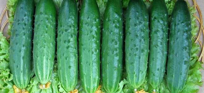 Огурец Апрельский: описание, отзывы, фото, посадка и уход