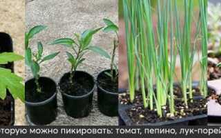Какую рассаду нужно пикировать, а какую — нельзя