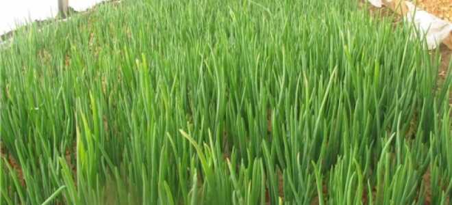 Выращивание лука на перо в зимней теплице