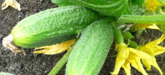 Какие удобрения нужны огурцам?