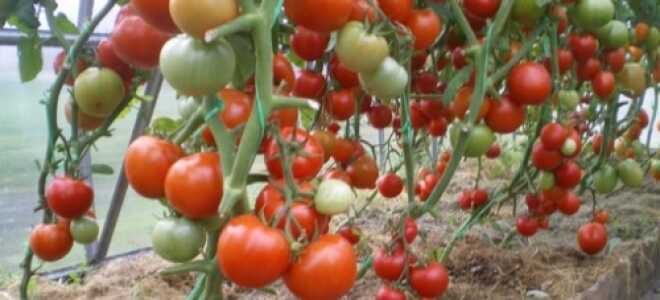 Как вырастить помидоры в теплице?