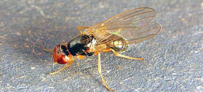 Как избавиться от морковной мухи без химии